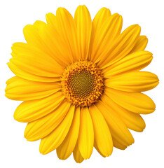 Obraz premium Radiant Yellow Flower Blossom with Delicate Petals on Transparent Background