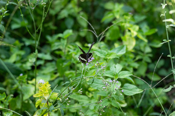 The life of butterflies and a black butterfly on a blue mist flower