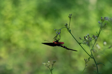 The life of butterflies is closely connected to flowering plants
