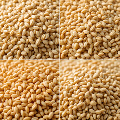 Fototapeta premium grains of wheat