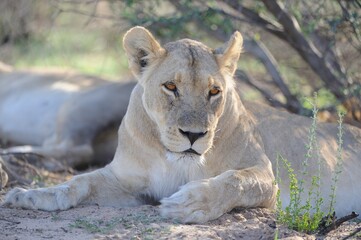 DESERT LION (Panthera leo) female at rest. 