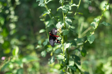 Their larvae caterpillars feed on plants, this is native butterfly