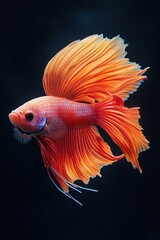 Fototapeta premium A serene betta fish, vibrant sapphire and ruby tones on flowing fins, at the center of a black, minimalist background.