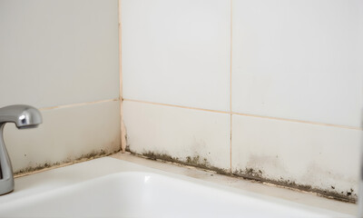 Mold Growth on Bathroom Tiles