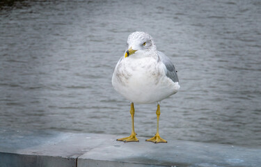 Gaviota de pico anillado (Larus delawarensis) posada junto al río Hudson en New York, EE. UU. Detalles en un primer plano de esta gaviota de tamaño mediano nativa de América del Norte.