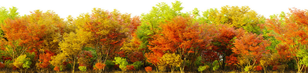 A group of trees that are in the middle of a field on a transparent background. 3D rendering illustration