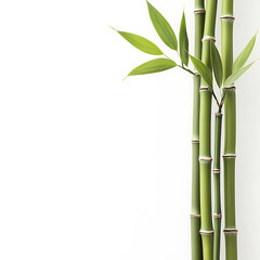 flowers and leaves in pictures illustrator2D