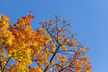 autumn leaves against blue sky