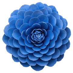 Fototapeta premium Striking Blue Camellia Blossom Exhibiting Radial Symmetry on Transparent Backdrop