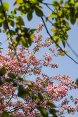 cherry blossom in spring