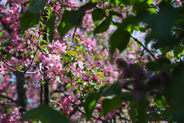 pink lilac flowers