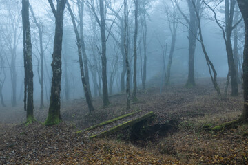 Obraz premium 深い森 Dark forest with deep morning fog