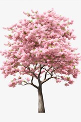 Fototapeta premium Blossom pink Sakura isolated on white background. Blooming tree