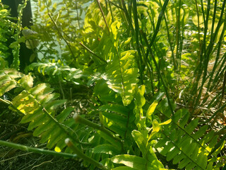 葉っぱ,グリーン,植物,美しい,木漏れ日