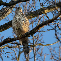 Juvenile Northern Goshawk (Accipiter gentilis).