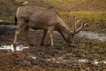 Male Pere David's Deer with impressive antlers © Dead Tree World