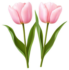 Naklejka premium Two Pink Tulips with Green Leaves on Transparent Background for Graphic Design