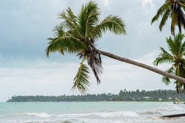 Tropical beach with leaning palm tree and turquoise waters.