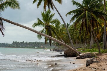 Tropical beach with leaning palm trees.