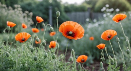 Obraz premium Vibrant orange poppies blooming in a garden setting with soft focus background and green foliage Copy Space