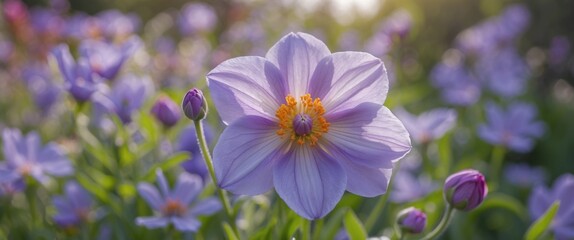 Fototapeta premium Purple flowers with soft petals and orange center in a floral garden setting with blurred background and natural sunlight. Copy Space