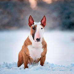 Bull Terrier series - snow