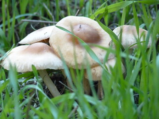 Cueillette de champignons en forêt