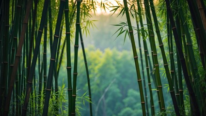 Fototapeta premium Lush green bamboo forest with tall bamboo stalks and soft morning light creating a serene natural ambiance Copy Space