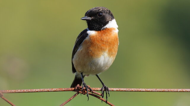 African stonechat,saxiola torquatus.