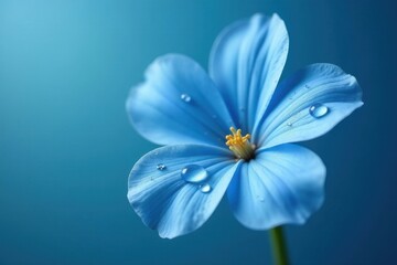 A single, delicate light blue flower with water droplets on its petals against a serene blue backdrop