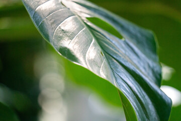 Tropical monstera leaf plant, macro shot photo.