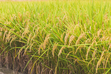 Autumnal golden ears of rice plant 