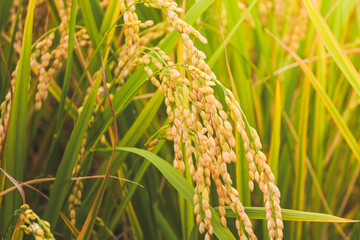 Autumnal golden ears of rice plant 