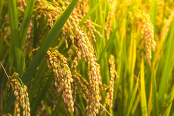 Autumnal golden ears of rice plant 