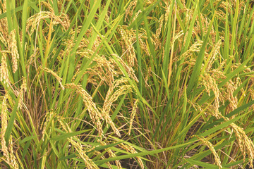 Autumnal golden ears of rice plant 