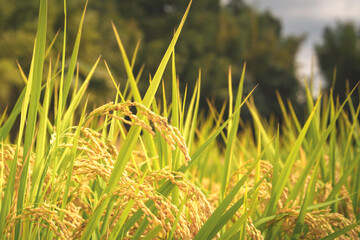 Autumnal golden ears of rice plant 