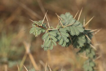 Acacia branch with thorns and green leaves