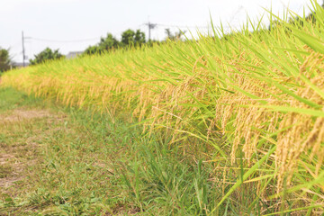 Autumnal golden ears of rice plant 