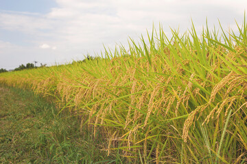 Naklejka premium Autumnal golden ears of rice plant 