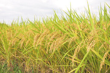 Autumnal golden ears of rice plant 