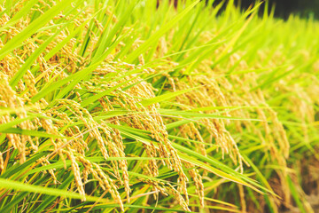 Autumnal golden ears of rice plant 