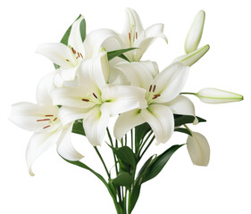 Fototapeta premium PNG Lily flower plant inflorescence.