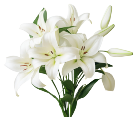 PNG Lily flower plant inflorescence.