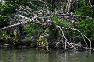 Exploring the lush banks of Indian River in Dominica revealing natures intricate details