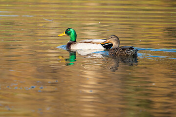 Male and female mallard ducks swimming together in a reflective lake with golden hues