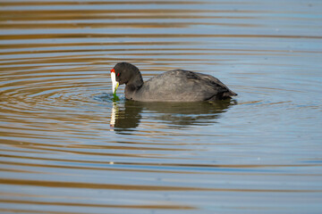 American coot swimming in calm water while eating aquatic vegetation