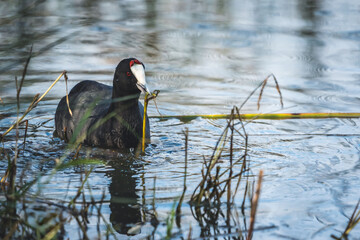 American coot foraging in shallow water, holding aquatic vegetation in its beak,