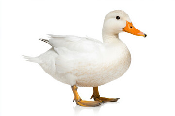 Obraz premium A charming white duck standing gracefully on a white background. isolated on white background.
