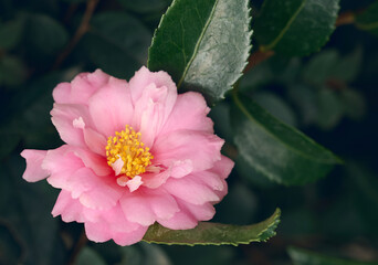 White and cream double Camellia japonica flower. spring floral background.