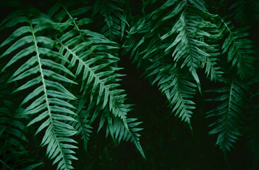 fern leaves. Beautiful green natural background. Selective focus